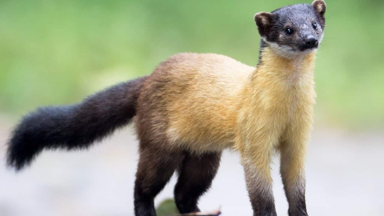 Yellow-throated Marten