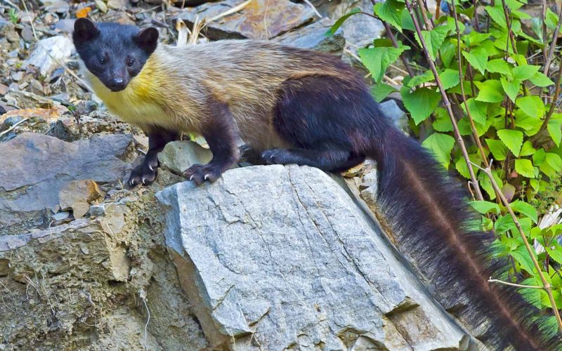 Yellow-throated Marten