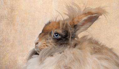 English Angora Rabbit