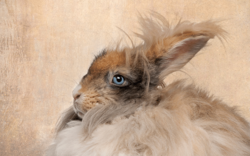 English Angora Rabbit