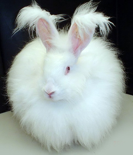 English Angora Rabbit