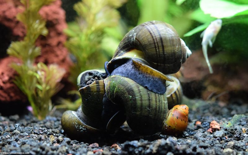 Freshwater Snails: Profile and Information