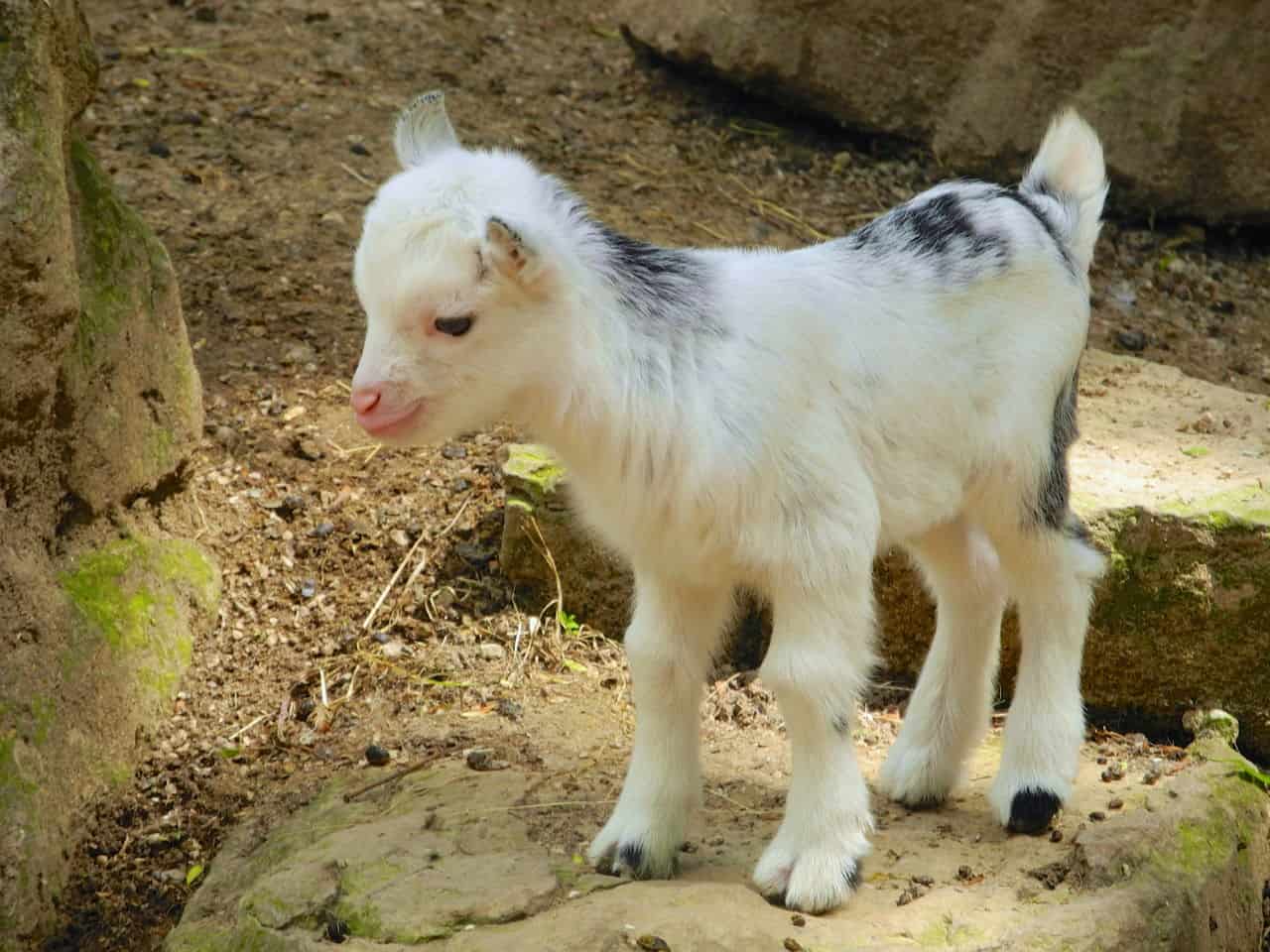 400 Goat Names To Consider For Your Pet Goat   Goat Names1 