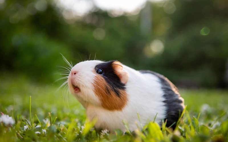 Guinea Pig Names