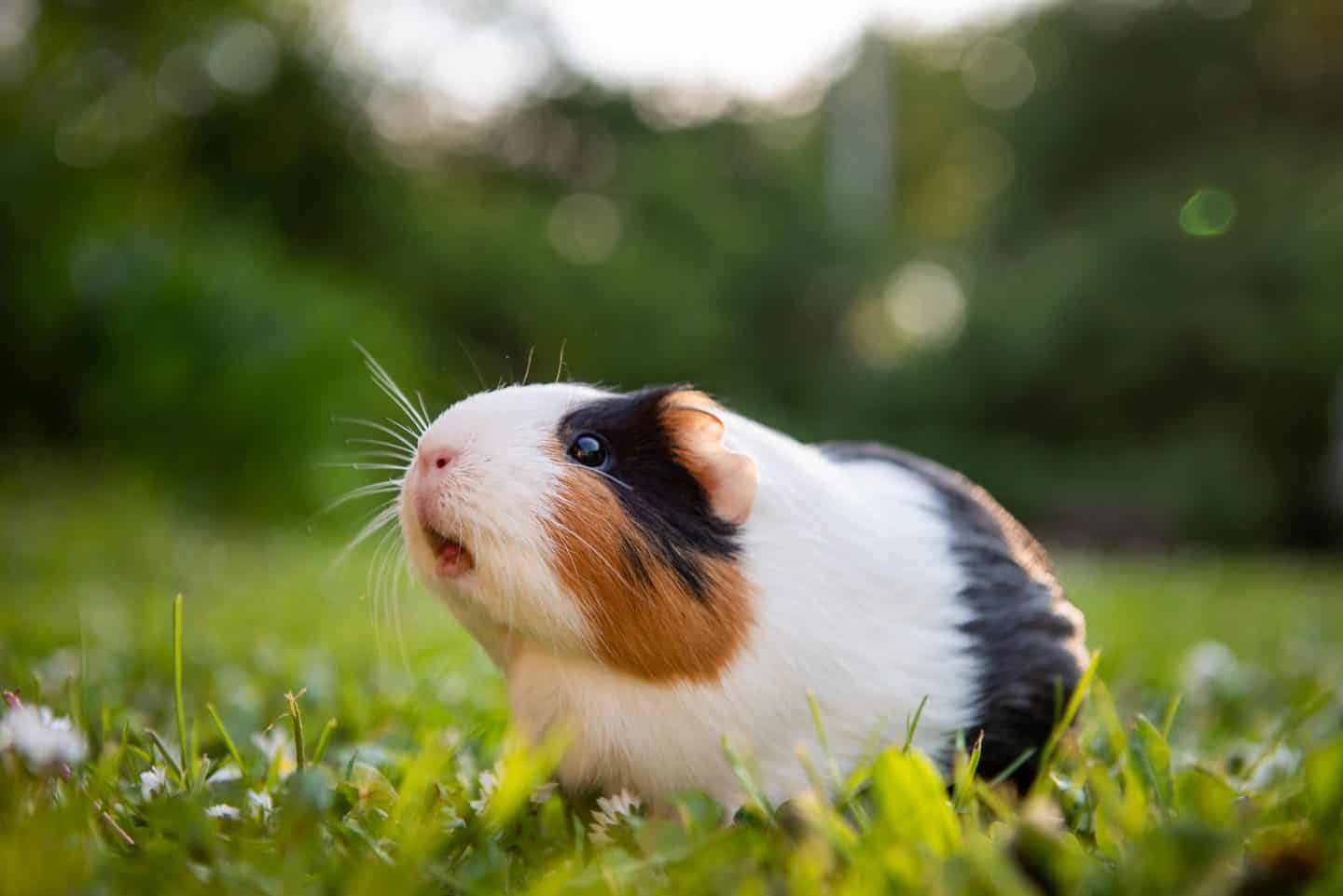 170-guinea-pig-names-for-your-pet