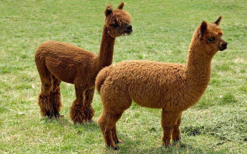 Alpaca