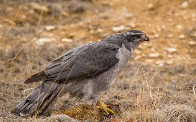 Northern Goshawk