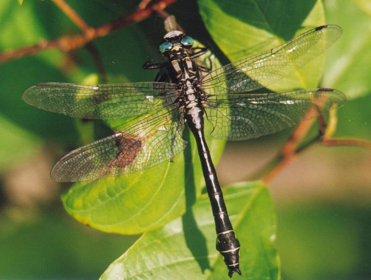 Common Clubtail Dragonfly Animals With Big Eyes