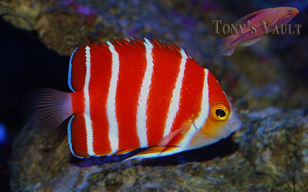 Peppermint angelfish Most Expensive Fish