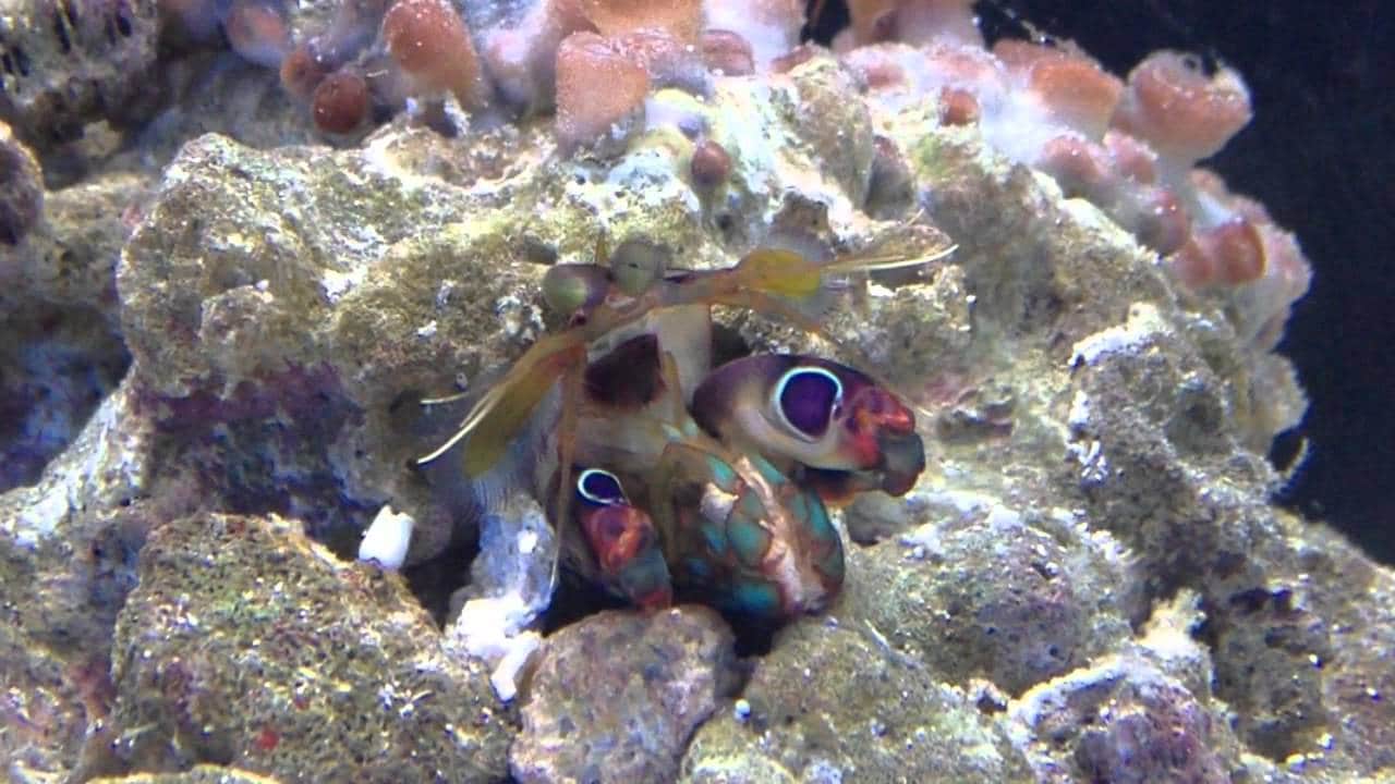 Purple Spot Mantis Shrimp