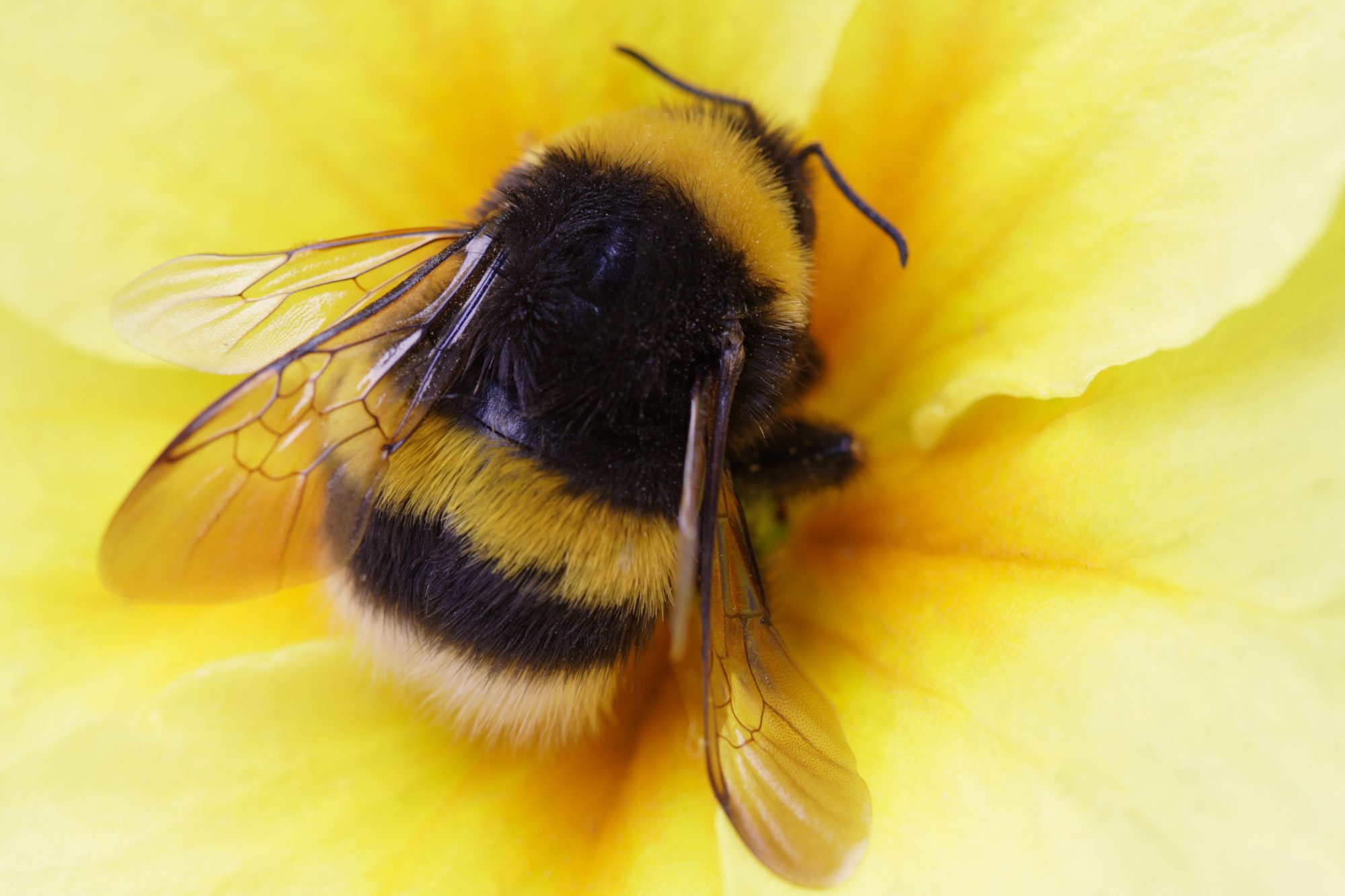 18-different-types-of-bees-with-pictures