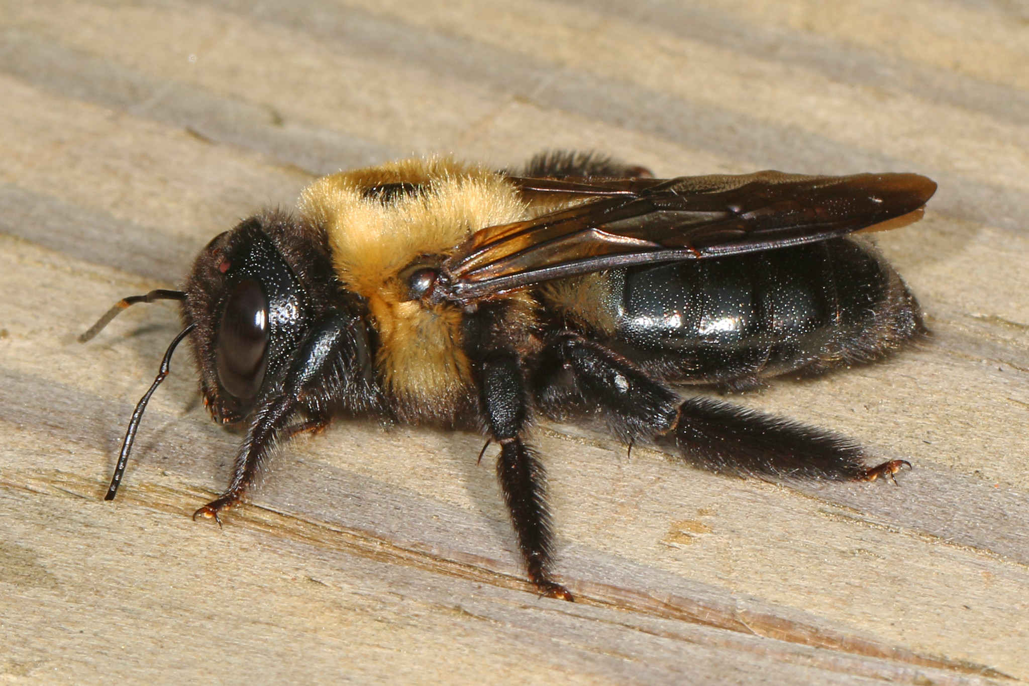 Carpenter bees - Different Types of Bees