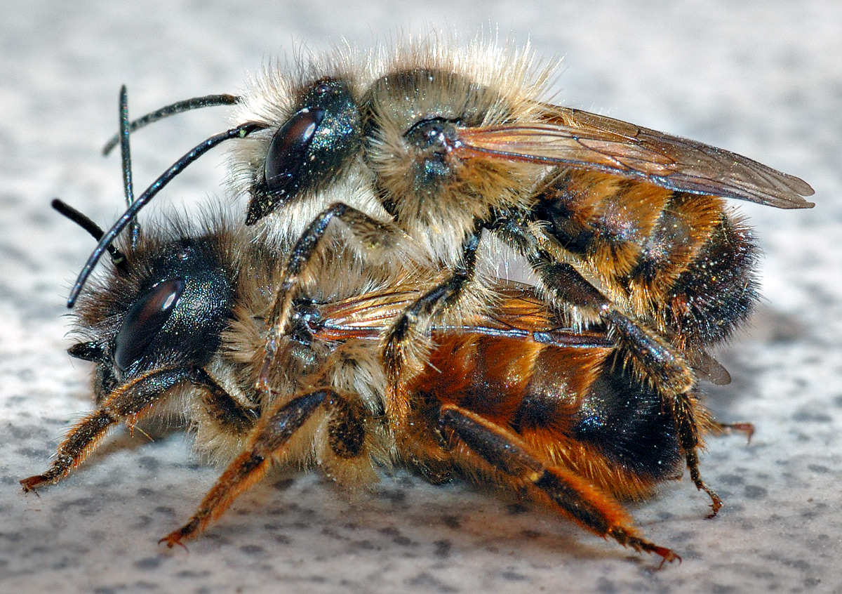 Mason bees