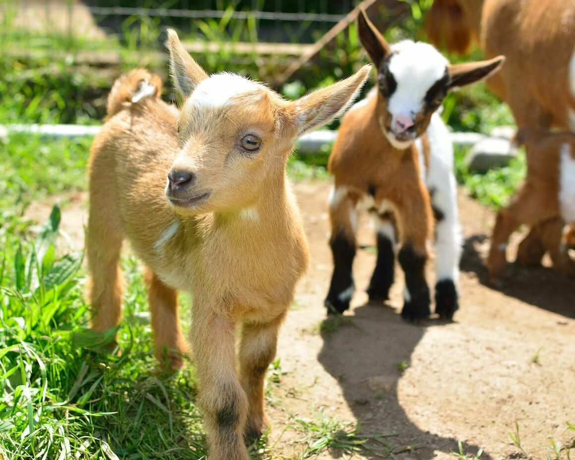 Small Breeds of Goat