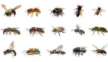 Different Types of Bees