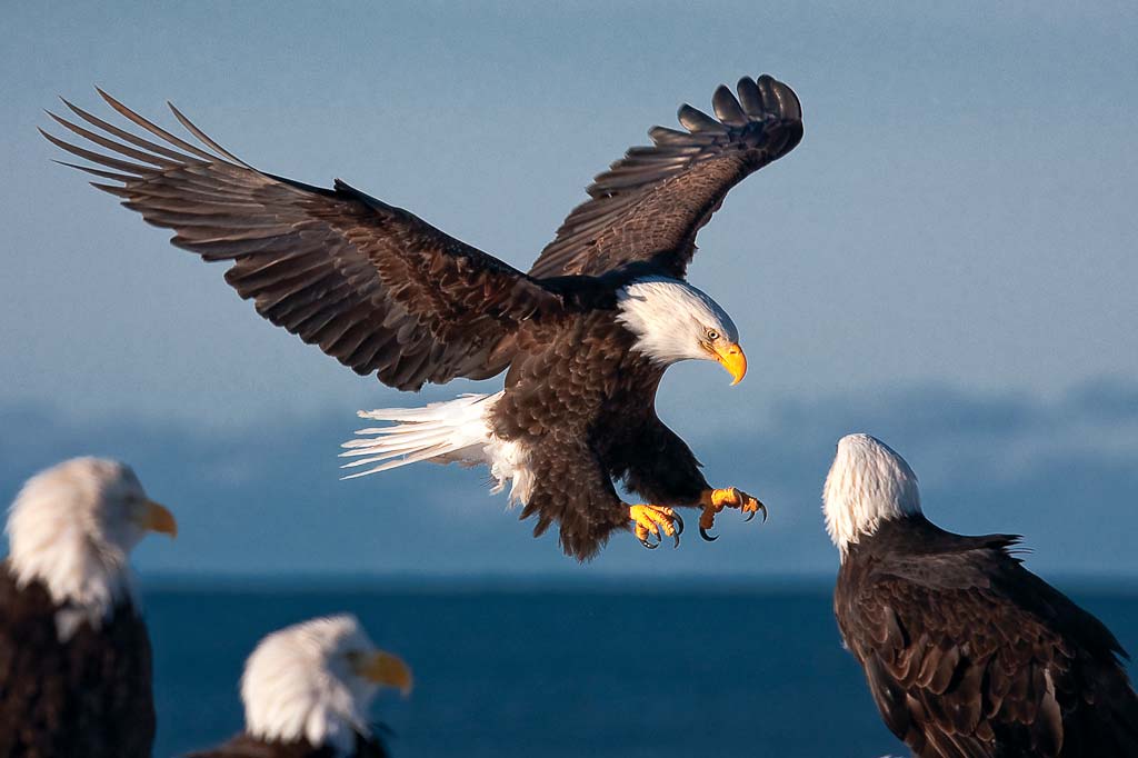 American Bald Eagle