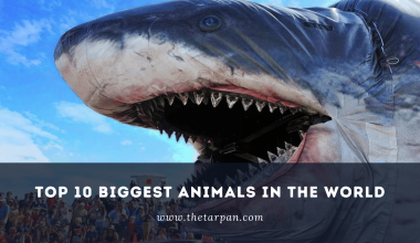 biggest animals in the world