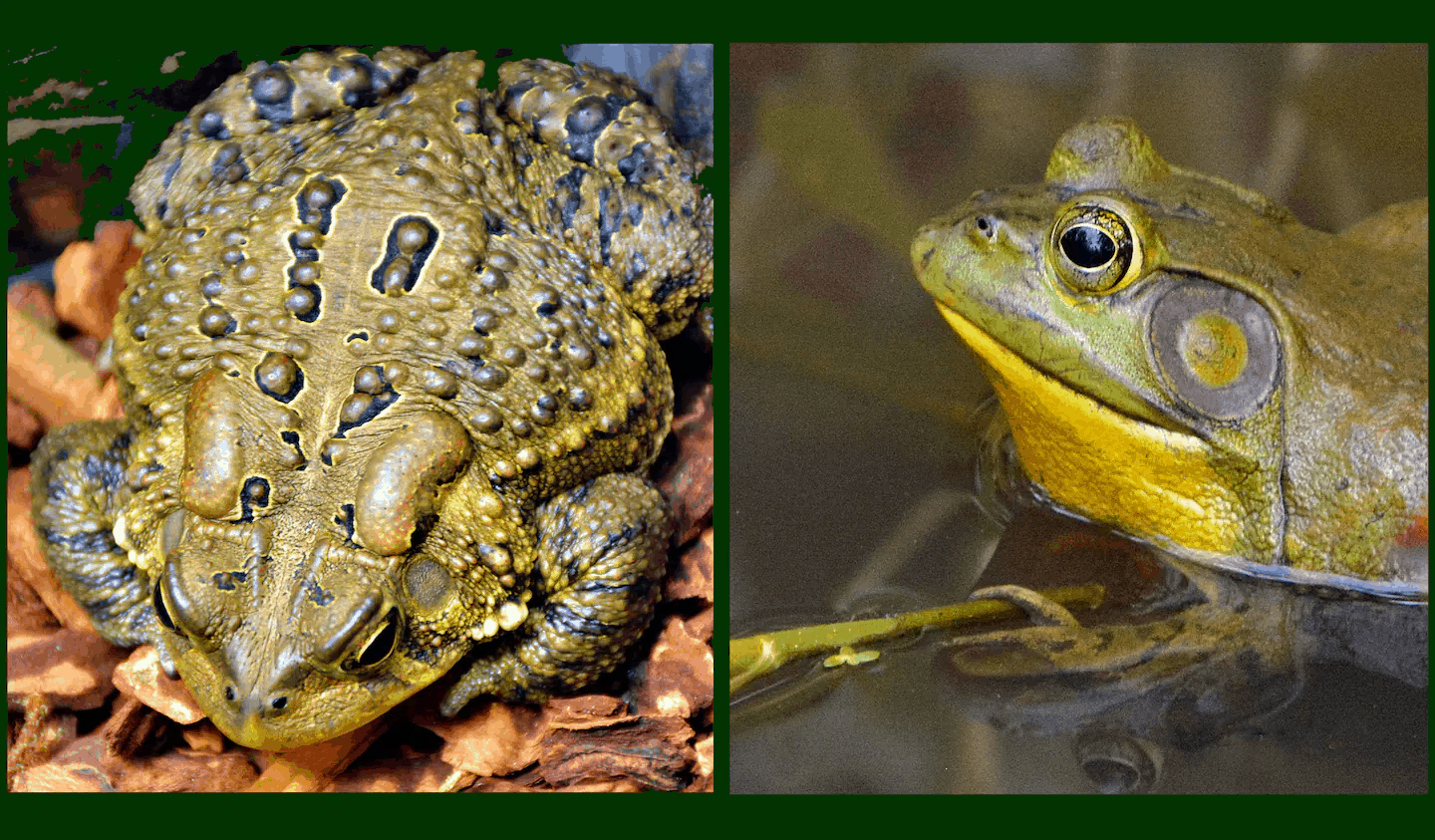 What's the Difference Between a Frog and a Toad?