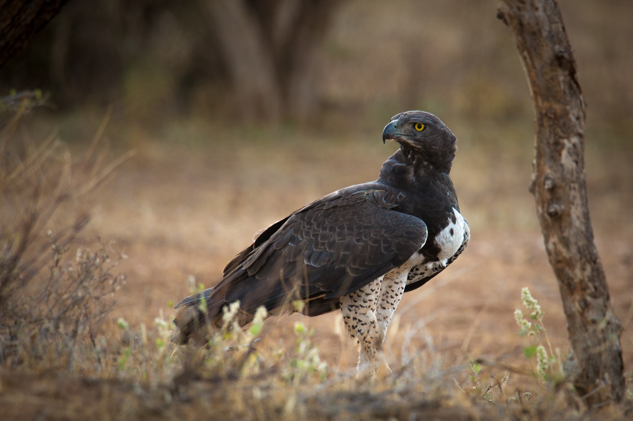 Martial Eagle