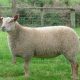 Meat producing Sheep Breeds