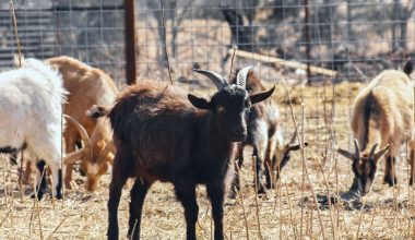 Popular Goat Breeds