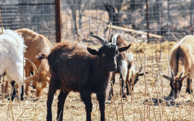 Popular Goat Breeds