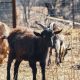 Popular Goat Breeds