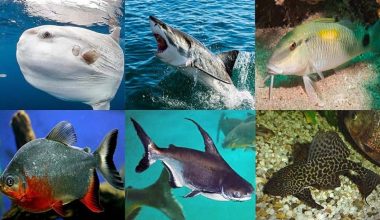 Different Types of Fishes