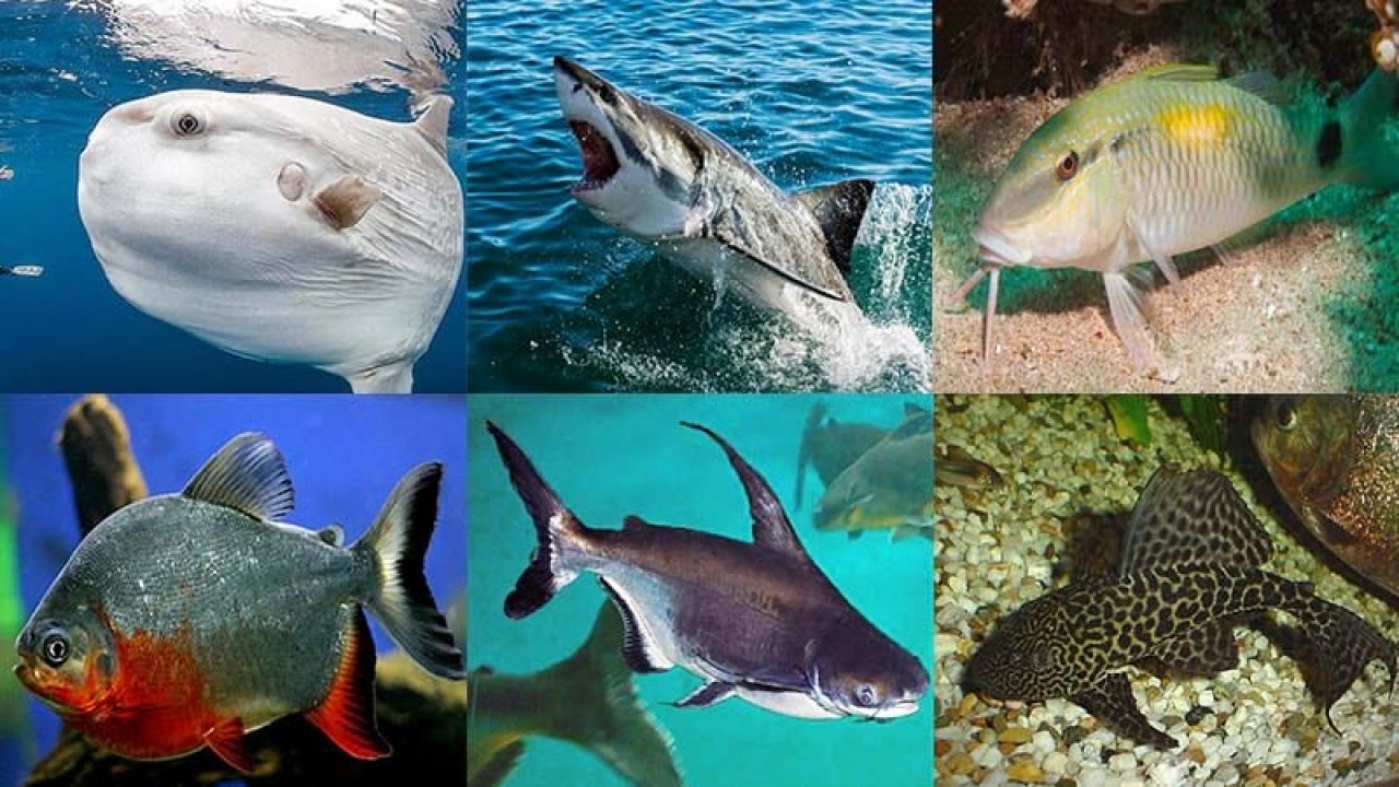 types of fish