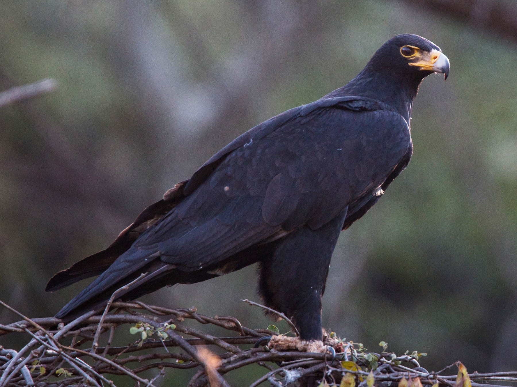 Verreaux Eagle