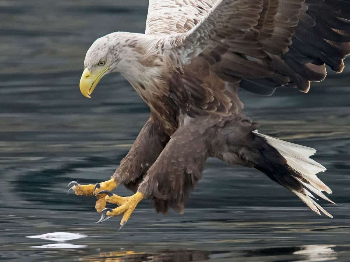 White Tailed Eagle