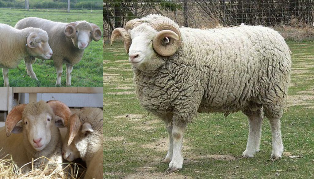 dorset sheep