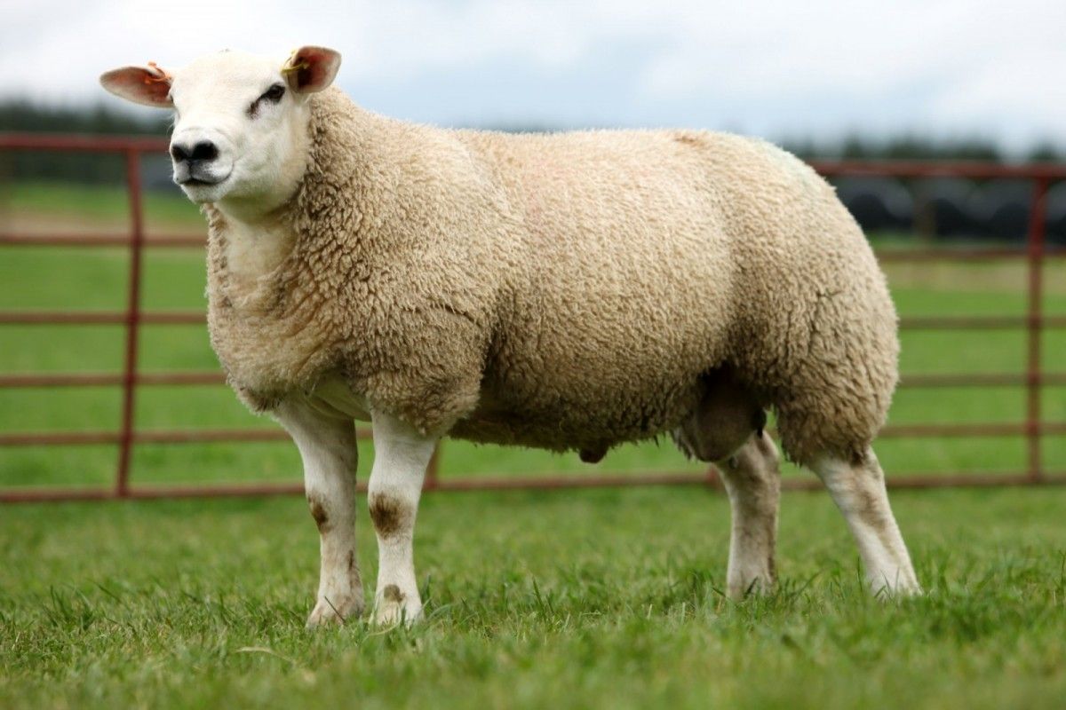 texel sheep