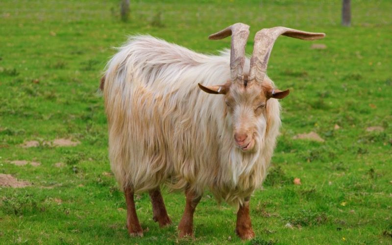 Goat Breeds with Long Hair