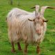 Goat Breeds with Long Hair