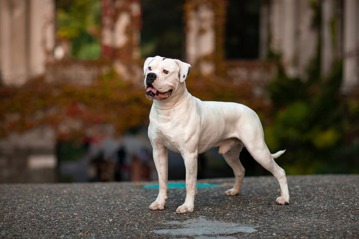 American Bulldog Types of Pit Bull