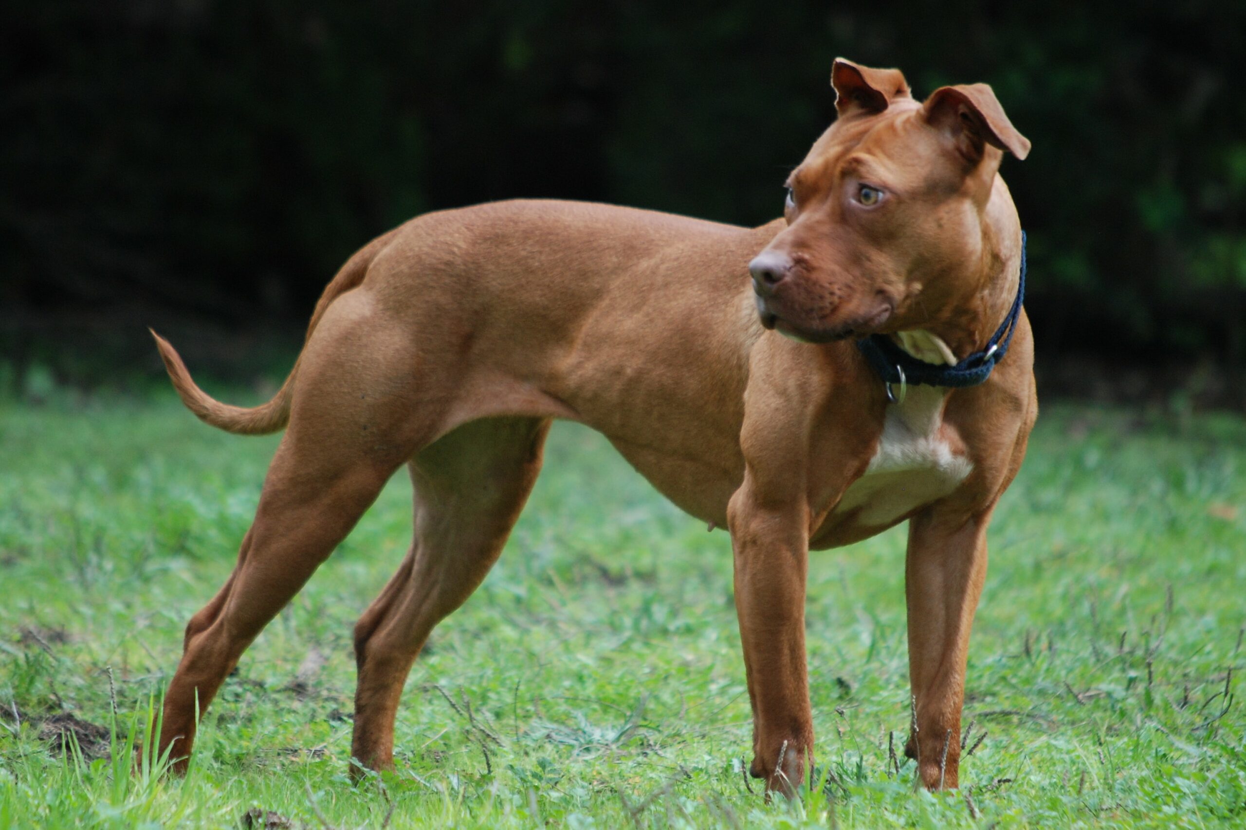 American Pit bull Terrier Types of Pit Bull