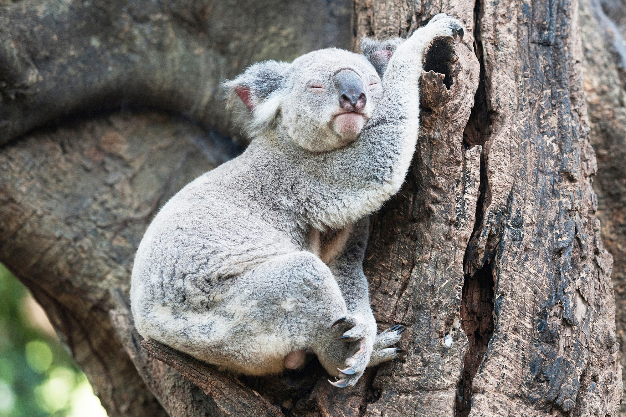 10 Animals That Sleep A Lot With Pictures 