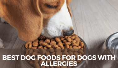 Best Dog Foods for Dogs With Allergies