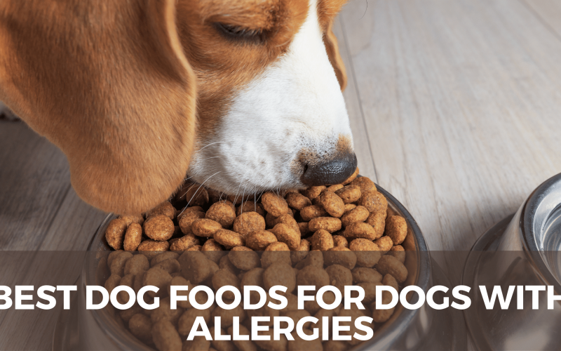 10 Best Dog Foods for Dogs With Allergies