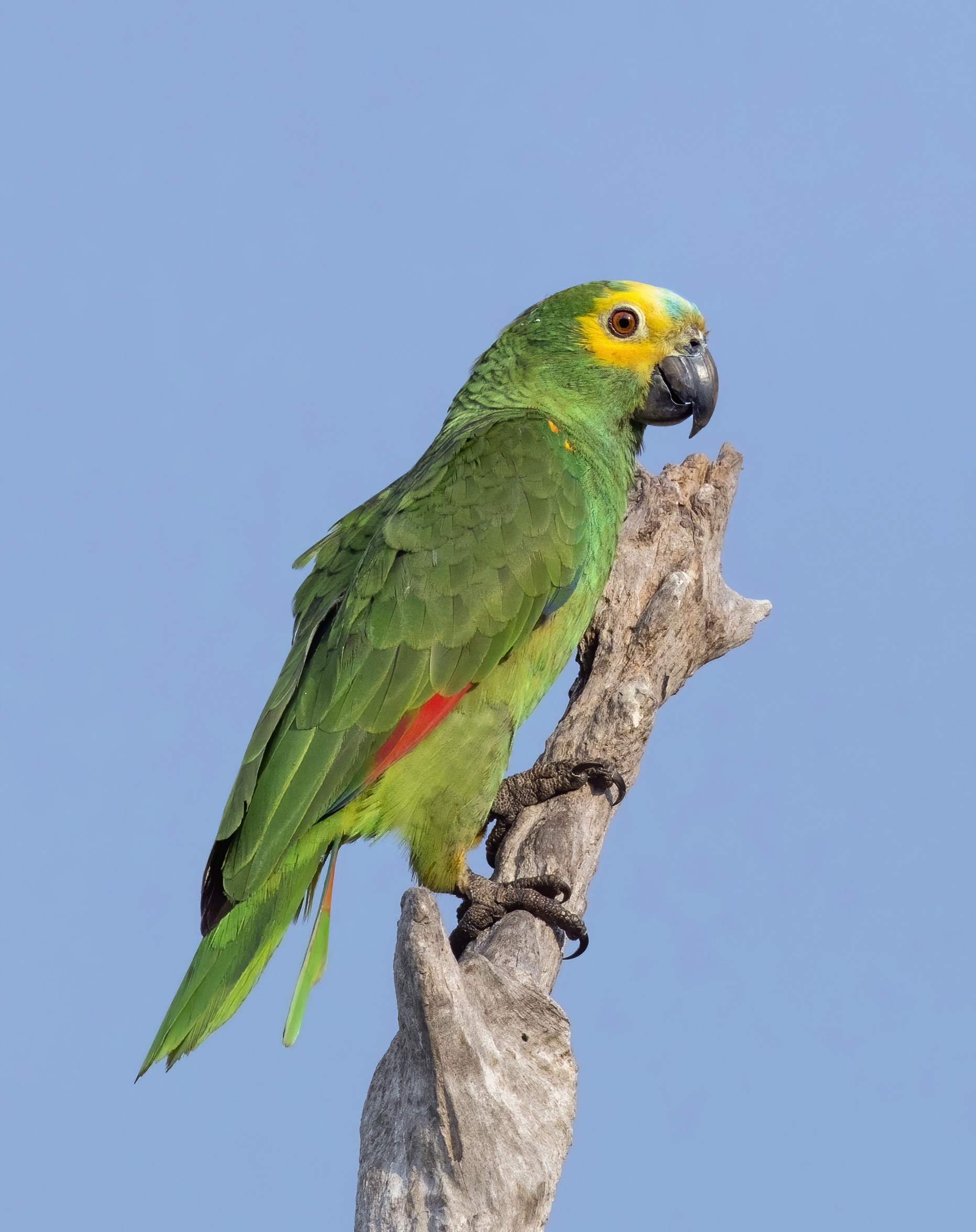 Blue-Fronted Amazon Best Talking Parrots