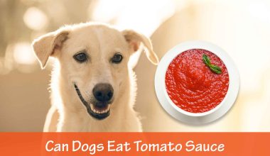 Can Dogs Eat Tomato Sauce?