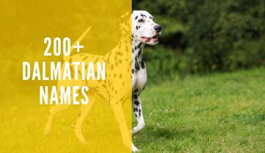 Dalmatian Names