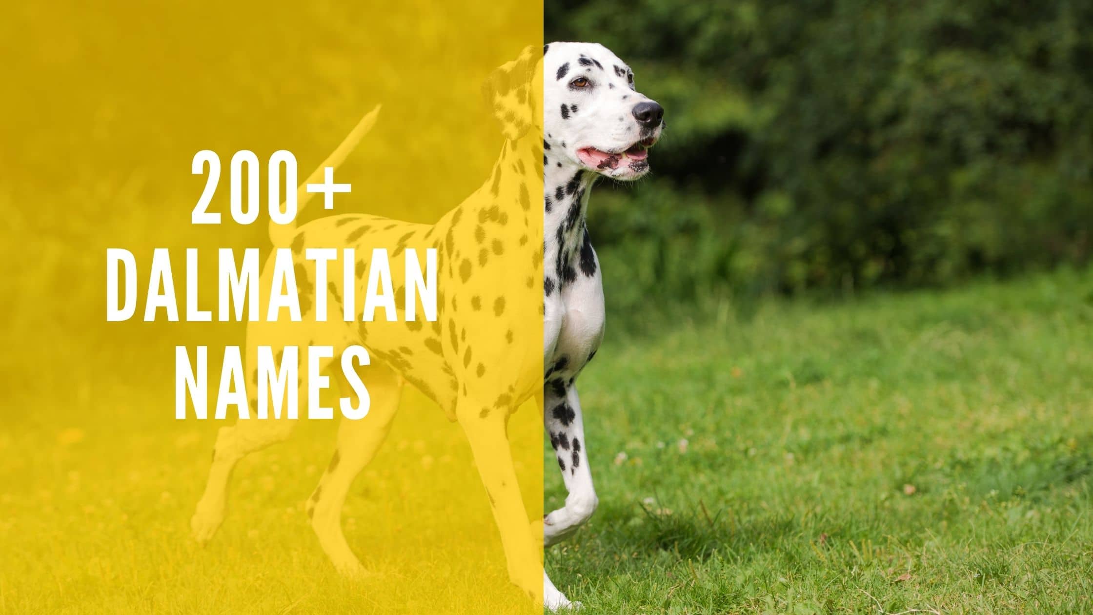 200-dalmatian-names-for-your-doggo