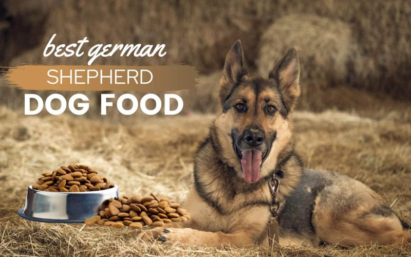 7 Best Dog Foods for German Shepherds