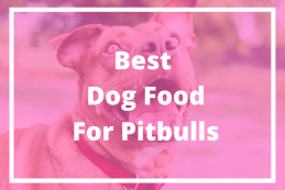 Dog Foods for Pitbulls