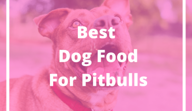 Dog Foods for Pitbulls