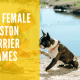 Female Boston Terrier Names