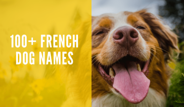 French Dog Names