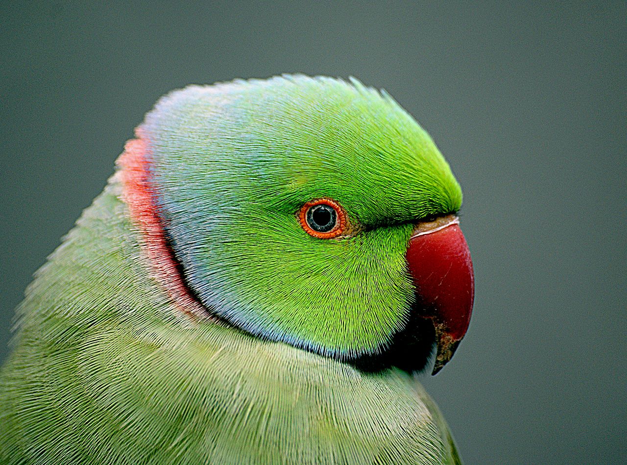 Indian Ring Parakeet Talking Parrots